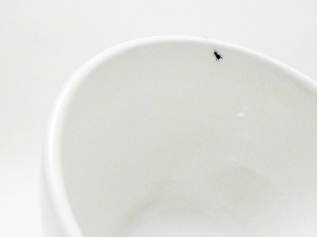 Ants on my cup and saucer
